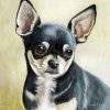 flat750x075f pad750x750f8f8f8 3 - Chihuahua Stuff